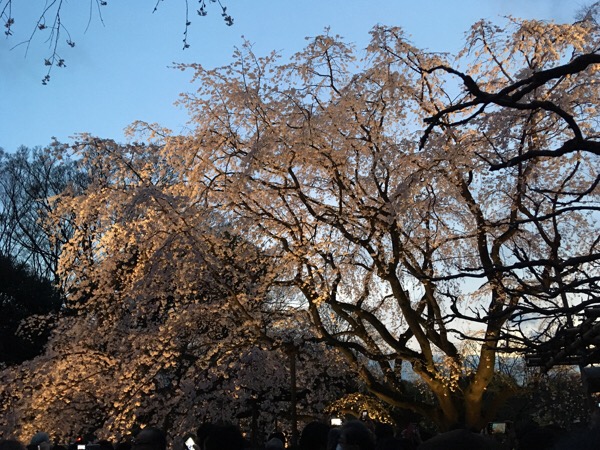 六義園枝垂桜　入って右側からの写真